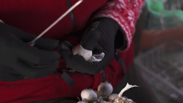 The process of separating the cloves of garlic from the head with a gloved knife