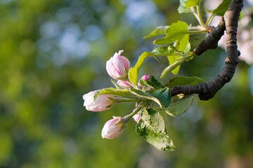 blossoming apple