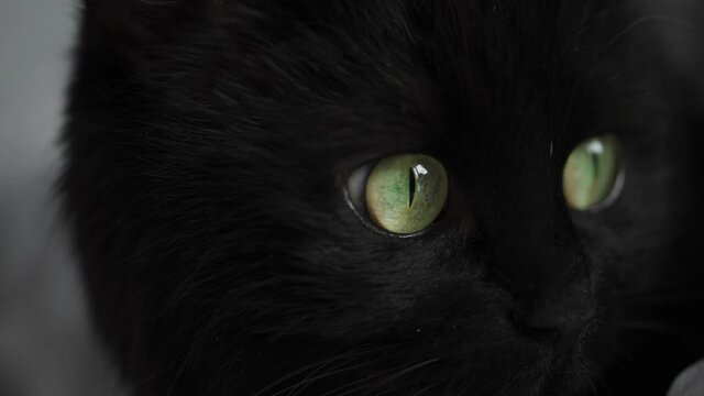 Muzzle of a black cat in profile with green eyes close up