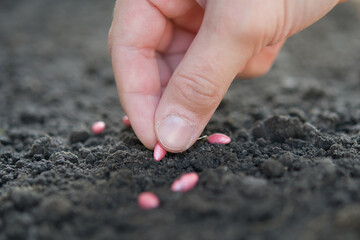 cucumber seeds