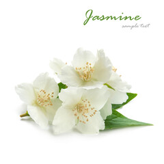 Spring of blooming jasmine on a white background