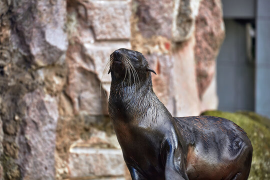 Beautiful Northern fur seal - Callorhinus ursinus