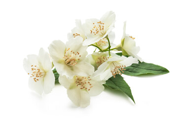 Fototapeta na wymiar Blooming jasmine on a white background