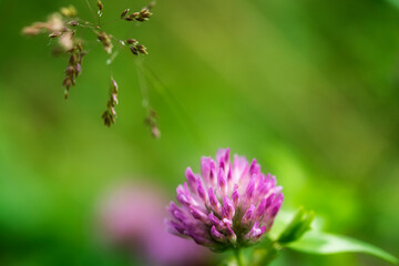 flowers close-up