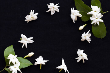 white flowers jasmine flora local of asia arrangement flat lay postcard style on background black 