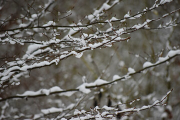 Winterwald Dresdner Heide
