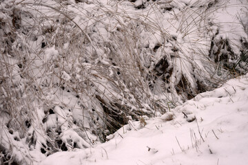 Winterwald Dresdner Heide