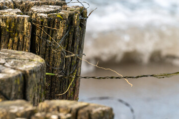 Close-up of rotten pole forming a pile dam at the beach with dry seagrass fluttering gently in the wind against a background of Baltic Sea rollers breaking at the beach
