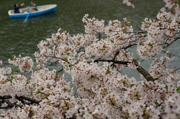 桜とボート