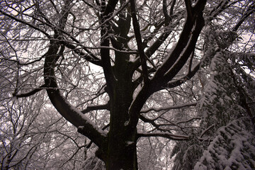 Winterwald Dresdner Heide