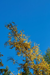 a tree branch in clear blue sky