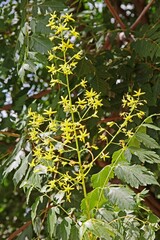 Blüten Goldblasenbaum