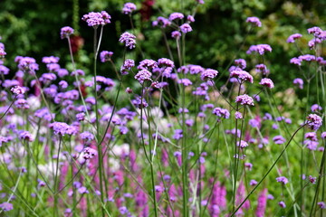 flowers in the field