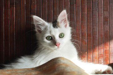 Portrait of Paco. My Cute Kitten