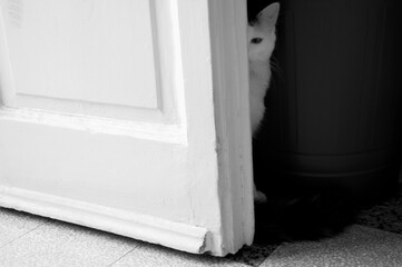Cat Hiding Behind the Door