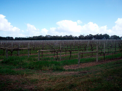 Wine Landscape And Viticulture In Australia