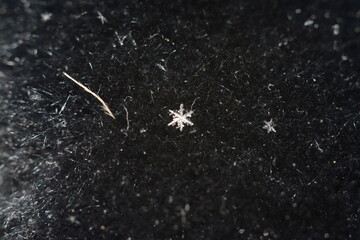 a snowflake on a black fallen tree. macro