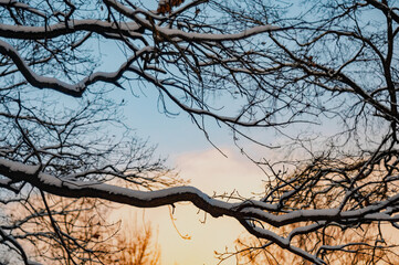 Sky and twigs sunset in winter