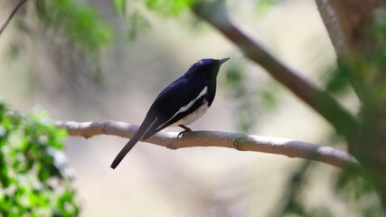 The Oriental magpie-robin (Copsychus saularis) is a small passerine bird that was formerly classed as a member of the thrush family Turdidae, but now considered an Old World flycatcher.
