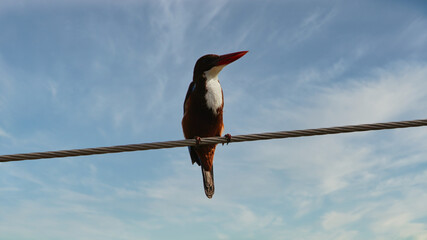 The white-throated kingfisher (Halcyon smyrnensis) also known as the white-breasted kingfisher is a tree kingfisher, widely distributed in Asia from the Sinai east through the Indian subcontinent.