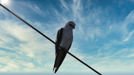 The black-shouldered kite (Elanus axillaris), also known as the Australian black-shouldered kite, is a small raptor found in open habitat throughout Australia.