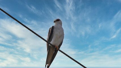 The black-shouldered kite (Elanus axillaris), also known as the Australian black-shouldered kite, is a small raptor found in open habitat throughout Australia.