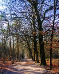 Beech alley in the forest
