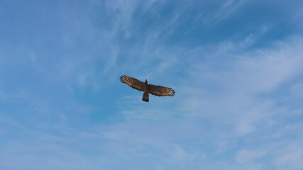 The booted eagle (Hieraaetus pennatus, also classified as Aquila pennata) is a medium-sized mostly migratory bird of prey with a wide distribution in the Palearctic and southern Asia.