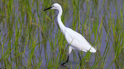 The little egret (Egretta garzetta) is a species of small heron in the family Ardeidae. The genus name comes from the Provençal French Aigrette, egret, a diminutive of Aigron, heron.