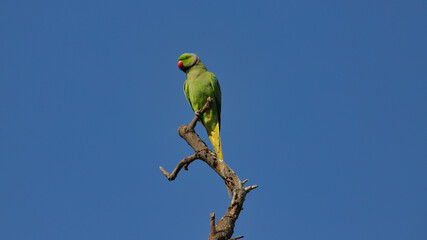 The rose-ringed parakeet (Psittacula krameri), also known as the ring-necked parakeet, is a medium-sized parrot in the genus Psittacula, of the family Psittacidae.