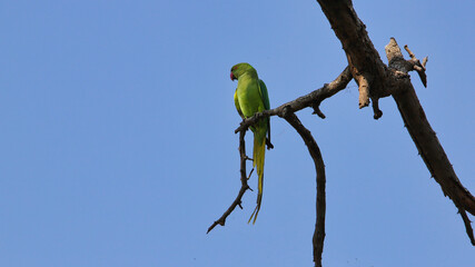The rose-ringed parakeet (Psittacula krameri), also known as the ring-necked parakeet, is a medium-sized parrot in the genus Psittacula, of the family Psittacidae.