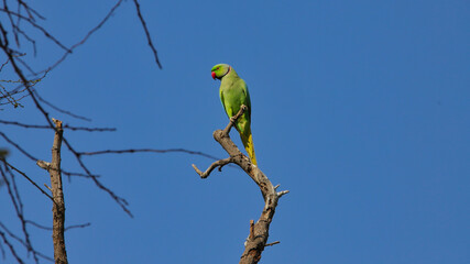 The rose-ringed parakeet (Psittacula krameri), also known as the ring-necked parakeet, is a medium-sized parrot in the genus Psittacula, of the family Psittacidae.