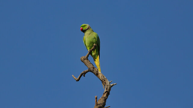 The rose-ringed parakeet (Psittacula krameri), also known as the ring-necked parakeet, is a medium-sized parrot in the genus Psittacula, of the family Psittacidae.