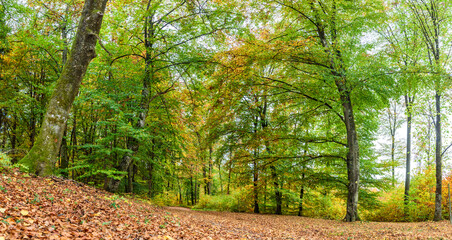 Herbstlich bunter Wald 