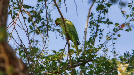The rose-ringed parakeet (Psittacula krameri), also known as the ring-necked parakeet, is a medium-sized parrot in the genus Psittacula, of the family Psittacidae.