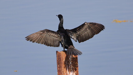 The great cormorant (Phalacrocorax carbo), known as the black shag in New Zealand and formerly also known as the great black cormorant across the Northern Hemisphere, the black cormorant in Australia.