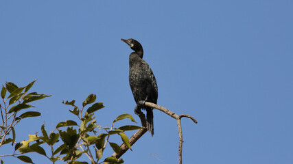 The great cormorant (Phalacrocorax carbo), known as the black shag in New Zealand and formerly also known as the great black cormorant across the Northern Hemisphere, the black cormorant in Australia.
