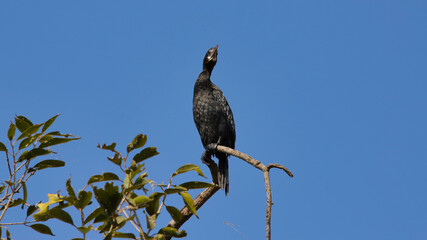 The great cormorant (Phalacrocorax carbo), known as the black shag in New Zealand and formerly also known as the great black cormorant across the Northern Hemisphere, the black cormorant in Australia.