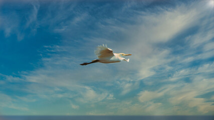 The intermediate egret, median egret, smaller egret, or yellow-billed egret (Ardea intermedia) is a medium-sized heron. Some taxonomists put the species in the genus Egretta or Mesophoyx.