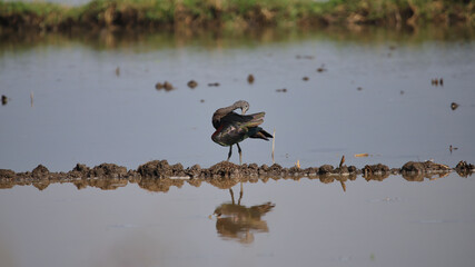 The glossy ibis (Plegadis falcinellus) is a wading bird in the ibis family Threskiornithidae. The scientific name derives from Ancient Greek plegados and Latin, falcis.