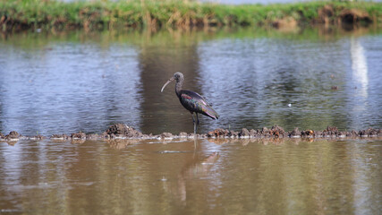 The glossy ibis (Plegadis falcinellus) is a wading bird in the ibis family Threskiornithidae. The scientific name derives from Ancient Greek plegados and Latin, falcis.