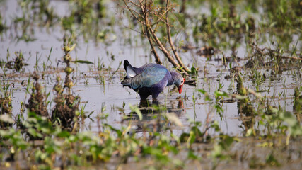 Grey-headed swamphen (Porphyrio poliocephalus) is a species of swamphen occurring from the Middle East and the Indian subcontinent to southern China and northern Thailand.