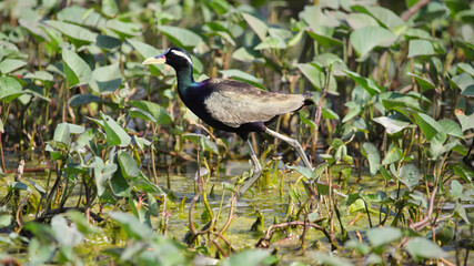 The bronze-winged jacana (Metopidius indicus) is a wader in the family Jacanidae. It is found across South and Southeast Asia and is the sole species in the genus Metopidius.