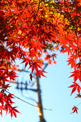 秋の風景 紅葉 モミジ 日本庭園 紅葉 美しい 綺麗 穏やか 赤い