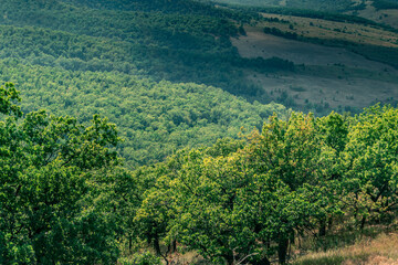 forest and shadow