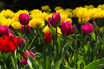 Yellow and purple tulips bloom in the garden in spring. Beautiful spring flower background. Soft focus and bright lighting. Blurred garden background.A flower bed in bright sunlight. Macro, copy space