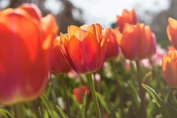 Orange tulips close-up in the garden. Beautiful spring flower background. Soft focus and bright lighting. Blurred background with space for text.Flowerbed in the bright sunlight.Macro, Selective focus
