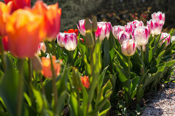 Pink and red tulips in the garden in the garden. Beautiful spring flower background. Soft focus and...
