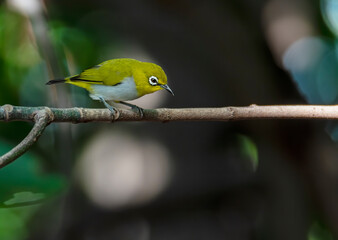 Swinhoe's white-eye perching on tree branch , Thailand