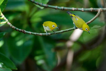 Swinhoe's white-eye perching on tree branch , Thailand